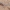 Tripolio nykštukinis gekonas - Tropiocolotes tripolitanus | Fotografijos autorius : Gintautas Steiblys | © Macronature.eu | Macro photography web site