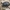 Triragis mėšlavabalis - Typhaeus typhoeus ♂ | Fotografijos autorius : Gintautas Steiblys | © Macrogamta.lt | Šis tinklapis priklauso bendruomenei kuri domisi makro fotografija ir fotografuoja gyvąjį makro pasaulį.