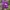 Triskiautė žibuoklė - Hepatica nobilis | Fotografijos autorius : Žilvinas Pūtys | © Macrogamta.lt | Šis tinklapis priklauso bendruomenei kuri domisi makro fotografija ir fotografuoja gyvąjį makro pasaulį.