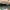Trispalvis vingurėlis - Daedaleopsis tricolor | Fotografijos autorius : Aleksandras Stabrauskas | © Macrogamta.lt | Šis tinklapis priklauso bendruomenei kuri domisi makro fotografija ir fotografuoja gyvąjį makro pasaulį.