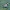 Trondheimo miesto paukščiai. Baltoji kielė | Fotografijos autorius : Gintautas Steiblys | © Macrogamta.lt | Šis tinklapis priklauso bendruomenei kuri domisi makro fotografija ir fotografuoja gyvąjį makro pasaulį.