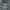 Trondheimo miesto paukščiai. Naminis žvirblis | Fotografijos autorius : Gintautas Steiblys | © Macrogamta.lt | Šis tinklapis priklauso bendruomenei kuri domisi makro fotografija ir fotografuoja gyvąjį makro pasaulį.