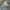 Trondheimo miesto paukščiai. Paprastasis kiras | Fotografijos autorius : Gintautas Steiblys | © Macrogamta.lt | Šis tinklapis priklauso bendruomenei kuri domisi makro fotografija ir fotografuoja gyvąjį makro pasaulį.