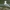 Trondheimo miesto paukščiai. Paprastasis kiras | Fotografijos autorius : Gintautas Steiblys | © Macrogamta.lt | Šis tinklapis priklauso bendruomenei kuri domisi makro fotografija ir fotografuoja gyvąjį makro pasaulį.