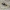 Geltonkailis trumpasparnis - Emus hirtus | Fotografijos autorius : Aleksandras Naryškin | © Macrogamta.lt | Šis tinklapis priklauso bendruomenei kuri domisi makro fotografija ir fotografuoja gyvąjį makro pasaulį.