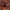 Trumpasparnis - Acrulia inflata | Fotografijos autorius : Žilvinas Pūtys | © Macrogamta.lt | Šis tinklapis priklauso bendruomenei kuri domisi makro fotografija ir fotografuoja gyvąjį makro pasaulį.