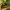 Trumpasparnis - Oxyporus maxillosus | Fotografijos autorius : Žilvinas Pūtys | © Macrogamta.lt | Šis tinklapis priklauso bendruomenei kuri domisi makro fotografija ir fotografuoja gyvąjį makro pasaulį.