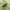 Trumpasparnis - Staphylinus dimidiaticornis | Fotografijos autorius : Vidas Brazauskas | © Macrogamta.lt | Šis tinklapis priklauso bendruomenei kuri domisi makro fotografija ir fotografuoja gyvąjį makro pasaulį.