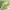 Trumpasparnis skėriukas - Euthystira brachyptera | Fotografijos autorius : Kazimieras Martinaitis | © Macrogamta.lt | Šis tinklapis priklauso bendruomenei kuri domisi makro fotografija ir fotografuoja gyvąjį makro pasaulį.