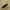Trumpasparnis - Tachinus sp. | Fotografijos autorius : Vidas Brazauskas | © Macrogamta.lt | Šis tinklapis priklauso bendruomenei kuri domisi makro fotografija ir fotografuoja gyvąjį makro pasaulį.