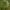 Tuščiaviduris rūtenis - Corydalis cava | Fotografijos autorius : Kęstutis Obelevičius | © Macrogamta.lt | Šis tinklapis priklauso bendruomenei kuri domisi makro fotografija ir fotografuoja gyvąjį makro pasaulį.