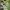 Tuščiaviduris rūtenis - Corydalis cava | Fotografijos autorius : Gintautas Steiblys | © Macrogamta.lt | Šis tinklapis priklauso bendruomenei kuri domisi makro fotografija ir fotografuoja gyvąjį makro pasaulį.