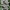 Tuščiaviduris rūtenis - Corydalis cava | Fotografijos autorius : Vytautas Gluoksnis | © Macrogamta.lt | Šis tinklapis priklauso bendruomenei kuri domisi makro fotografija ir fotografuoja gyvąjį makro pasaulį.