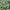 Tuščiaviduris rūtenis - Corydalis cava | Fotografijos autorius : Vytautas Tamutis | © Macrogamta.lt | Šis tinklapis priklauso bendruomenei kuri domisi makro fotografija ir fotografuoja gyvąjį makro pasaulį.