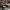 Tuopinė klevakempė - Rigidoporus populinus | Fotografijos autorius : Vitalij Drozdov | © Macrogamta.lt | Šis tinklapis priklauso bendruomenei kuri domisi makro fotografija ir fotografuoja gyvąjį makro pasaulį.