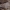 Tuopinė klevakempė - Rigidoporus populinus | Fotografijos autorius : Vitalij Drozdov | © Macrogamta.lt | Šis tinklapis priklauso bendruomenei kuri domisi makro fotografija ir fotografuoja gyvąjį makro pasaulį.