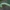 Tuopinis kuodis - Pheosia tremula, vikšras | Fotografijos autorius : Žilvinas Pūtys | © Macrogamta.lt | Šis tinklapis priklauso bendruomenei kuri domisi makro fotografija ir fotografuoja gyvąjį makro pasaulį.