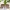 Tuopinis sfinksas - Laothoe populi | Fotografijos autorius : Vaida Paznekaitė | © Macrogamta.lt | Šis tinklapis priklauso bendruomenei kuri domisi makro fotografija ir fotografuoja gyvąjį makro pasaulį.