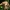 Tuopinis sfinksas - Laothoe populi | Fotografijos autorius : Ramunė Vakarė | © Macrogamta.lt | Šis tinklapis priklauso bendruomenei kuri domisi makro fotografija ir fotografuoja gyvąjį makro pasaulį.