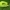 Tuopinis sfinksas, vikšras - Laothoe populi | Fotografijos autorius : Ramunė Vakarė | © Macrogamta.lt | Šis tinklapis priklauso bendruomenei kuri domisi makro fotografija ir fotografuoja gyvąjį makro pasaulį.