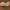 Rusvasis ankstyvasis pelėdgalvis - Anorthoa [=Orthosia] munda | Fotografijos autorius : Žilvinas Pūtys | © Macronature.eu | Macro photography web site