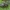 Klajoklinis diegliavoris - Cheiracanthium erraticum ♀ | Fotografijos autorius : Žilvinas Pūtys | © Macrogamta.lt | Šis tinklapis priklauso bendruomenei kuri domisi makro fotografija ir fotografuoja gyvąjį makro pasaulį.