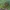 Klajoklinis diegliavoris - Cheiracanthium erraticum ♂ | Fotografijos autorius : Žilvinas Pūtys | © Macrogamta.lt | Šis tinklapis priklauso bendruomenei kuri domisi makro fotografija ir fotografuoja gyvąjį makro pasaulį.