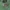 Klajoklinis diegliavoris - Cheiracanthium erraticum ♂ | Fotografijos autorius : Žilvinas Pūtys | © Macrogamta.lt | Šis tinklapis priklauso bendruomenei kuri domisi makro fotografija ir fotografuoja gyvąjį makro pasaulį.
