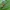 Klajoklinis diegliavoris - Cheiracanthium erraticum ♂ | Fotografijos autorius : Gintautas Steiblys | © Macrogamta.lt | Šis tinklapis priklauso bendruomenei kuri domisi makro fotografija ir fotografuoja gyvąjį makro pasaulį.