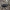 Dvidėmis svirplys - Gryllus bimaculatus, juv ♂ | Fotografijos autorius : Žilvinas Pūtys | © Macronature.eu | Macro photography web site