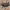Dvidėmis svirplys - Gryllus bimaculatus | Fotografijos autorius : Gintautas Steiblys | © Macronature.eu | Macro photography web site