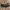 Dvidėmis svirplys - Gryllus bimaculatus | Fotografijos autorius : Gintautas Steiblys | © Macronature.eu | Macro photography web site