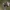 Dvigubris kuprius - Gibbaranea bituberculata | Fotografijos autorius : Gintautas Steiblys | © Macrogamta.lt | Šis tinklapis priklauso bendruomenei kuri domisi makro fotografija ir fotografuoja gyvąjį makro pasaulį.