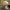 Spalvingoji ūmėdė - Russula versicolor | Fotografijos autorius : Gintautas Steiblys | © Macrogamta.lt | Šis tinklapis priklauso bendruomenei kuri domisi makro fotografija ir fotografuoja gyvąjį makro pasaulį.