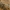 Musė - Xylophagus ater | Fotografijos autorius : Vidas Brazauskas | © Macrogamta.lt | Šis tinklapis priklauso bendruomenei kuri domisi makro fotografija ir fotografuoja gyvąjį makro pasaulį.