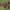 Uodas - Limonia nubeculosa ♀ | Fotografijos autorius : Žilvinas Pūtys | © Macrogamta.lt | Šis tinklapis priklauso bendruomenei kuri domisi makro fotografija ir fotografuoja gyvąjį makro pasaulį.