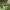 Rausvasparnė skydblakė - Carpocoris purpureipennis | Fotografijos autorius : Gintautas Steiblys | © Macrogamta.lt | Šis tinklapis priklauso bendruomenei kuri domisi makro fotografija ir fotografuoja gyvąjį makro pasaulį.