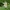 Uolinė gervuogė - Rubus deliciosus | Fotografijos autorius : Gintautas Steiblys | © Macrogamta.lt | Šis tinklapis priklauso bendruomenei kuri domisi makro fotografija ir fotografuoja gyvąjį makro pasaulį.