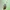 Usninis grublys - Galeruca pomonae | Fotografijos autorius : Kazimieras Martinaitis | © Macrogamta.lt | Šis tinklapis priklauso bendruomenei kuri domisi makro fotografija ir fotografuoja gyvąjį makro pasaulį.