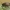 Usninis grublys - Galeruca pomonae | Fotografijos autorius : Gintautas Steiblys | © Macrogamta.lt | Šis tinklapis priklauso bendruomenei kuri domisi makro fotografija ir fotografuoja gyvąjį makro pasaulį.