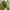 Usninis grublys - Galeruca pomonae | Fotografijos autorius : Gintautas Steiblys | © Macrogamta.lt | Šis tinklapis priklauso bendruomenei kuri domisi makro fotografija ir fotografuoja gyvąjį makro pasaulį.