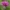 Įvairialapė usnis - Cirsium heterophyllum | Fotografijos autorius : Gintautas Steiblys | © Macrogamta.lt | Šis tinklapis priklauso bendruomenei kuri domisi makro fotografija ir fotografuoja gyvąjį makro pasaulį.