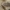Vėdarėlis - Armadillidium cf. vulgare | Fotografijos autorius : Gintautas Steiblys | © Macrogamta.lt | Šis tinklapis priklauso bendruomenei kuri domisi makro fotografija ir fotografuoja gyvąjį makro pasaulį.