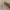 Vėdarėlis - Armadillidium cf. vulgare | Fotografijos autorius : Gintautas Steiblys | © Macrogamta.lt | Šis tinklapis priklauso bendruomenei kuri domisi makro fotografija ir fotografuoja gyvąjį makro pasaulį.