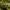 Vėdarėlis - Armadillidium pulchellum | Fotografijos autorius : Žilvinas Pūtys | © Macrogamta.lt | Šis tinklapis priklauso bendruomenei kuri domisi makro fotografija ir fotografuoja gyvąjį makro pasaulį.