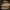 Vėduoklinė meškaitė - Phyllotopsis nidulans | Fotografijos autorius : Žilvinas Pūtys | © Macrogamta.lt | Šis tinklapis priklauso bendruomenei kuri domisi makro fotografija ir fotografuoja gyvąjį makro pasaulį.