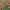 Vėduoklinė meškaitė - Phyllotopsis nidulans | Fotografijos autorius : Vytautas Gluoksnis | © Macrogamta.lt | Šis tinklapis priklauso bendruomenei kuri domisi makro fotografija ir fotografuoja gyvąjį makro pasaulį.