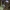 Vėjalandė šilagėlė - Pulsatilla patens | Fotografijos autorius : Gintautas Steiblys | © Macrogamta.lt | Šis tinklapis priklauso bendruomenei kuri domisi makro fotografija ir fotografuoja gyvąjį makro pasaulį.