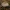 Vaškinė tauriabudė - Clitocybe cf. phyllophila | Fotografijos autorius : Žilvinas Pūtys | © Macrogamta.lt | Šis tinklapis priklauso bendruomenei kuri domisi makro fotografija ir fotografuoja gyvąjį makro pasaulį.