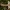 Vaškinė tauriabudė - Clitocybe cf. phyllophila | Fotografijos autorius : Žilvinas Pūtys | © Macrogamta.lt | Šis tinklapis priklauso bendruomenei kuri domisi makro fotografija ir fotografuoja gyvąjį makro pasaulį.